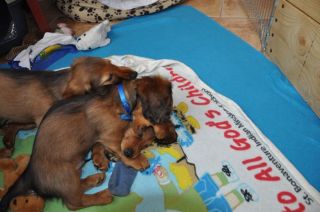 Jamnik d�ugow�osy